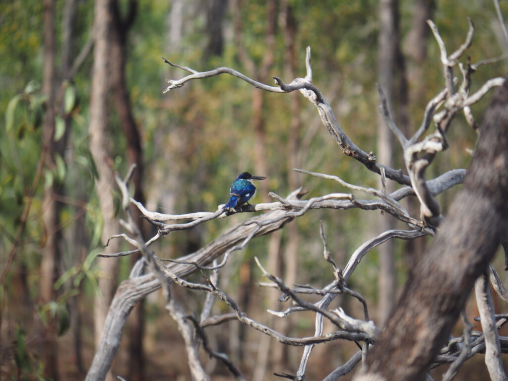 Kingfisher Queensland Holiday-house Atherton Tableland Outback Eco-friendly sustainable Birds Bird watching nature wildlife
